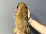 Sevi̇len Renkte Kali̇te Malti̇poo Yavrulari