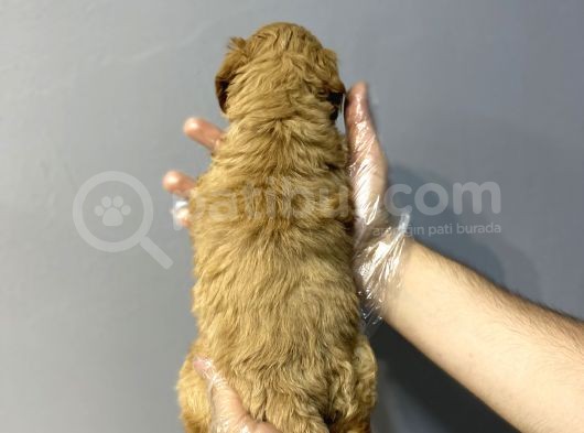 Sevi̇len Renkte Kali̇te Malti̇poo Yavrulari görsel