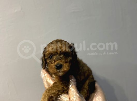 Dark Phantom Özel Renk Malti̇poo Yavrulari