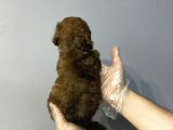 Dark Phantom Özel Renk Malti̇poo Yavrulari