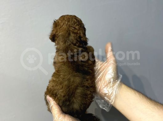 Dark Phantom Özel Renk Malti̇poo Yavrulari görsel
