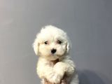 MALTESE TERRİER BEBEKLERİMİZ HAZIR