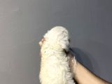 Maltese Terri̇er Bebekleri̇mi̇z Hazir