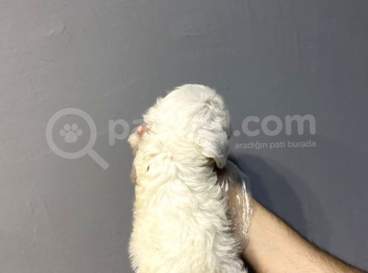 Maltese Terri̇er Bebekleri̇mi̇z Hazir görsel