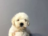 Maltese Terri̇er Bebekleri̇mi̇z Hazir