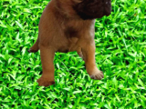Pug Mops