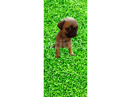 Pug Mops görsel