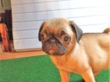 PUG MOPS