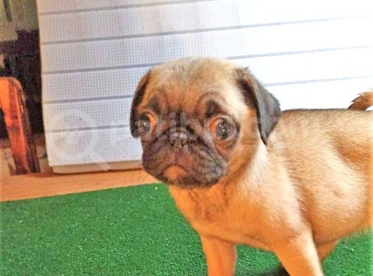 Pug Mops