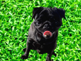 Pug Mops