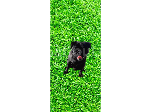 Pug Mops görsel