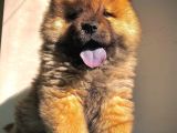 ÇİN ASLANI ORJİNAL KÖPEĞİMİZ