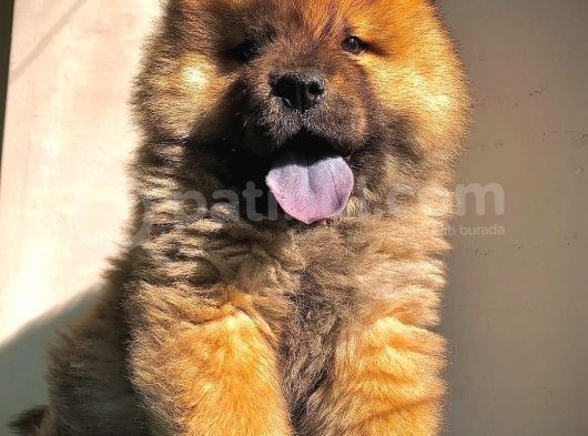 Çi̇n Aslani Orji̇nal Köpeği̇mi̇z