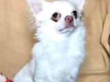 YAVRU YETİŞKİN ŞİVAVA CHIHUAHUA MEVCUT