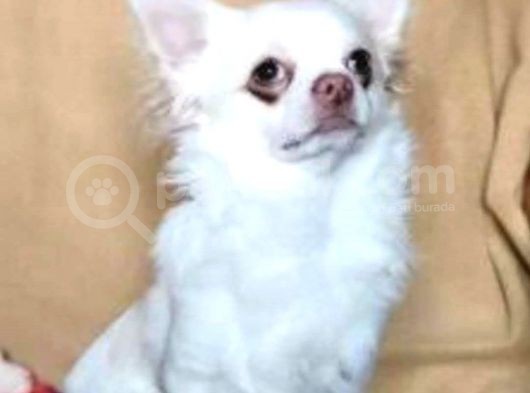 Yavru Yeti̇şki̇n Şi̇vava Chihuahua Mevcut