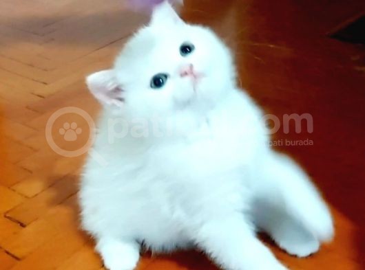 Beyaz Silver British Shorthair Kiz Ve Erkek Bebekler görsel