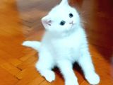 Beyaz Silver British Shorthair Kiz Ve Erkek Bebekler