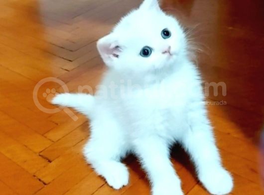 Beyaz Silver British Shorthair Kiz Ve Erkek Bebekler görsel