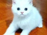Beyaz silver British shorthair kiz ve erkek bebekler