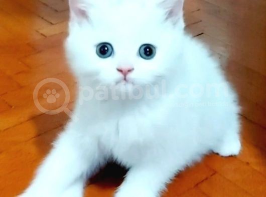 Beyaz Silver British Shorthair Kiz Ve Erkek Bebekler