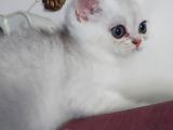 Beyaz Silver British Shorthair Kiz Ve Erkek Bebekler