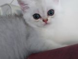 Beyaz Silver British Shorthair Kiz Ve Erkek Bebekler