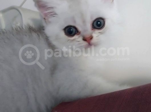 Beyaz Silver British Shorthair Kiz Ve Erkek Bebekler görsel