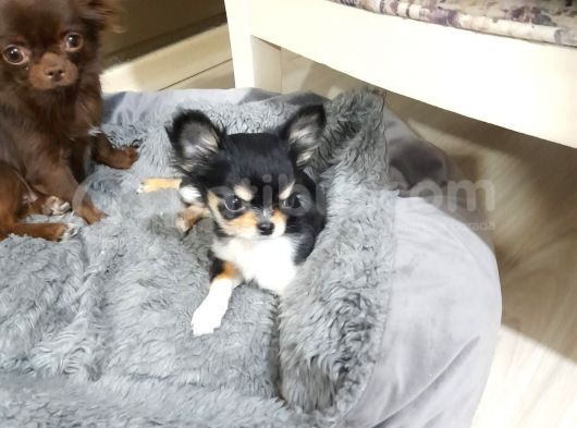 Yavru Yeti̇şki̇n Şi̇vava Chihuahua Mevcut görsel