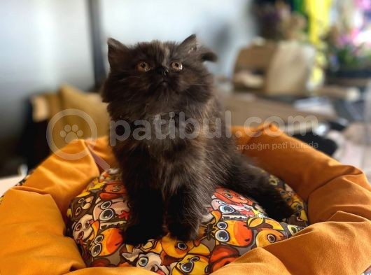Blue Ve Chocolate Renklerde Longhair British Yavrularmız görsel