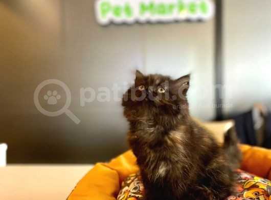 Blue Ve Chocolate Renklerde Longhair British Yavrularmız görsel