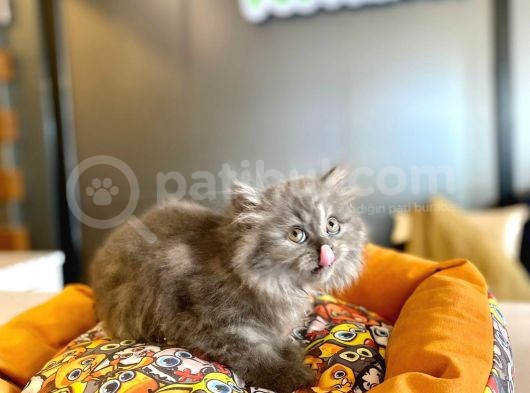 Blue Ve Chocolate Renklerde Longhair British Yavrularmız görsel
