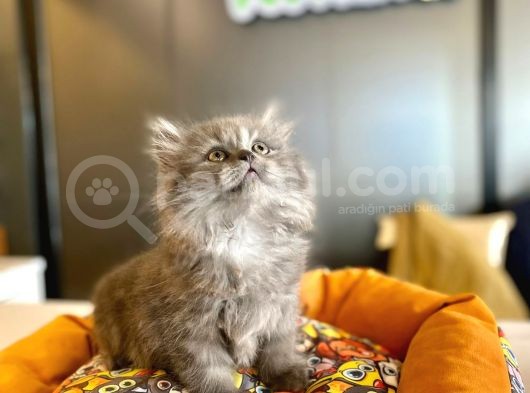 Blue Ve Chocolate Renklerde Longhair British Yavrularmız