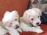 Sevi̇mli̇ Irk Malti̇poo