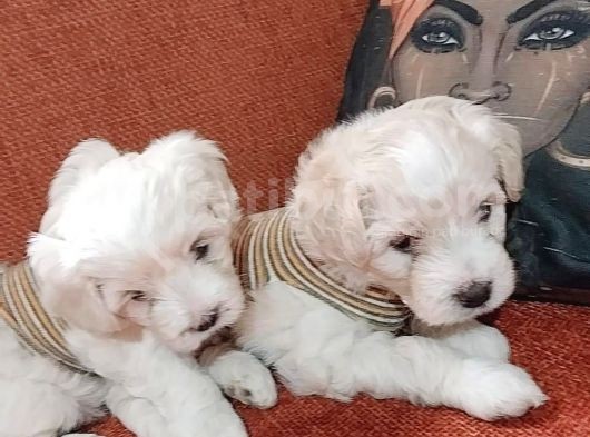Sevi̇mli̇ Irk Malti̇poo görsel