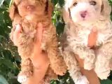 SEVİMLİ IRK MALTİPOO