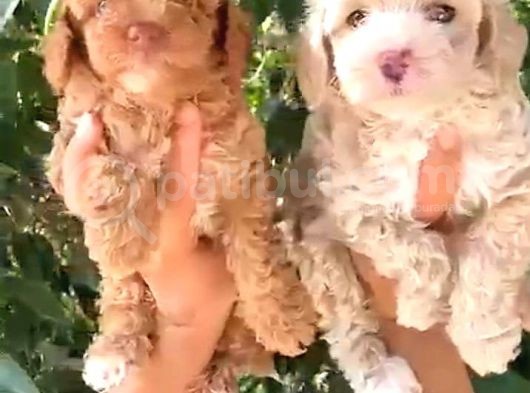 Sevi̇mli̇ Irk Malti̇poo