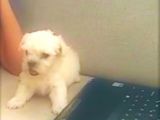 0 BOY MALTESE