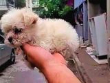 0 Boy Maltese