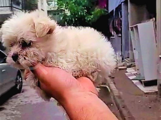 0 Boy Maltese görsel