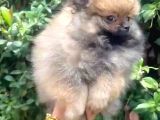 POMERANİAN BOOOO