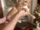 Sevi̇mli̇ Irk Di̇şi̇ Şi̇vava Chi̇huahua