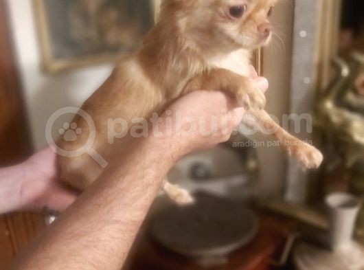 Sevi̇mli̇ Irk Di̇şi̇ Şi̇vava Chi̇huahua görsel