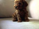 Show Kalitede Toy Poodle Mikrocipli Secereli