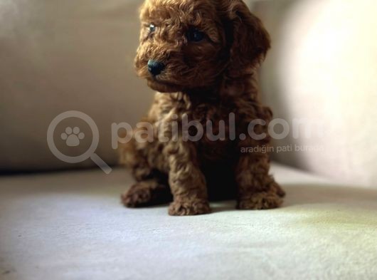 Show Kalitede toy poodle mikrocipli Secereli