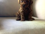 Show Kalitede Toy Poodle Mikrocipli Secereli