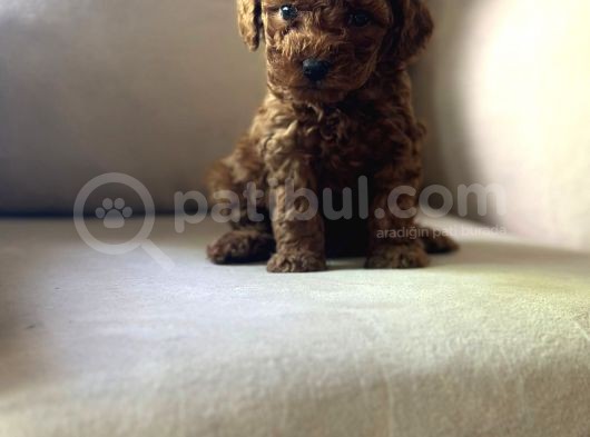 Show Kalitede Toy Poodle Mikrocipli Secereli görsel