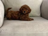 Show Kalitede Toy Poodle Mikrocipli Secereli
