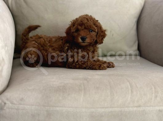Show Kalitede Toy Poodle Mikrocipli Secereli görsel
