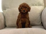 Show Kalitede Toy Poodle Mikrocipli Secereli