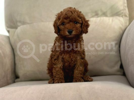 Show Kalitede Toy Poodle Mikrocipli Secereli görsel